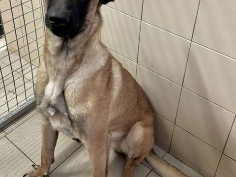 BILLY, chien type malinois, 1 an 220 34500 B�ziers