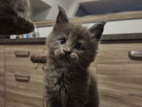 Chatons Maine Conns 1500 68700 Cernay