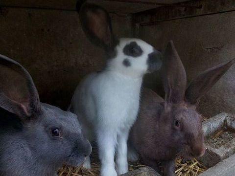 lapins papillons 30 80270 Belloy-saint-lonard