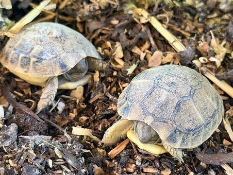 Tortue 40 83000 Toulon