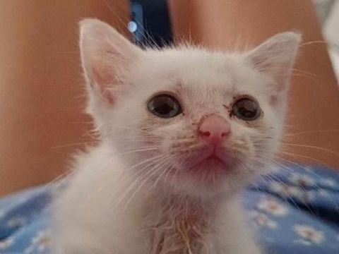 Lily Rose, la belle minette 250 35000 Rennes