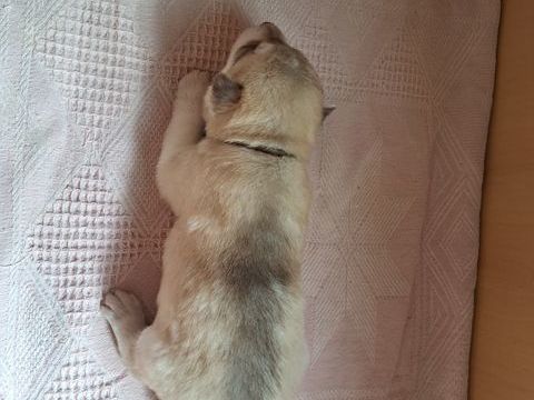 MAGNIFIQUES CHIOTS HUSKY SIBERIEN 980 79150 Voultegon