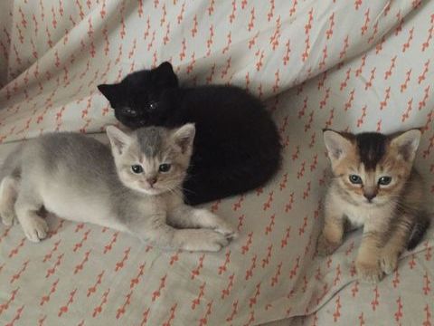 Chatons British Shorthair 0 45000 Orléans