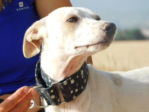 PUCK🩵un concentr&eacute; de 9 kg de tendresse 195 24140 Douville