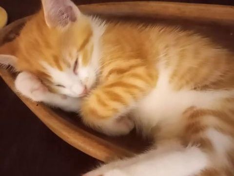 ✨️ BUDDY ✨️ 🐱 210 63000 Clermont-ferrand