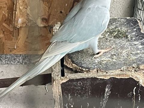 Couple perruche &agrave; collier 240 91800 Boussy-saint-antoine