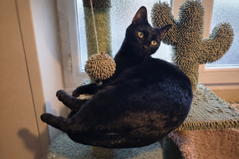 NEIGE FEMELLE NOIRE 2 ANS 1/2 195 92260 Fontenay-aux-roses