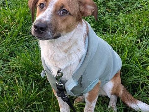 Amore, m&acirc;le X berger n&eacute; le 03/05/2025 380 77000 Livry-sur-seine