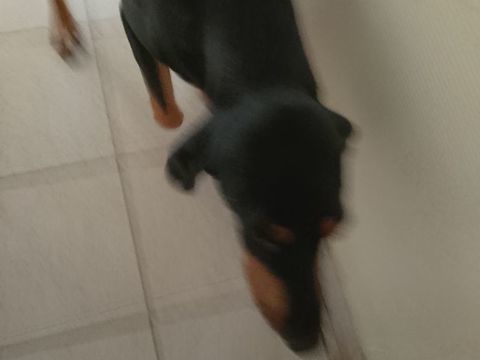 utopia chienne très douce 100 56350 Allaire