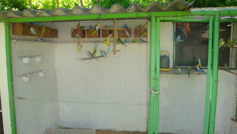 Perruches 10 34480 Saint-geni�s-de-fontedit