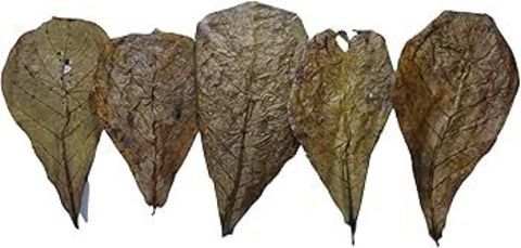 13 Feuilles de cattapas ou bananiers 4 95190 Goussainville