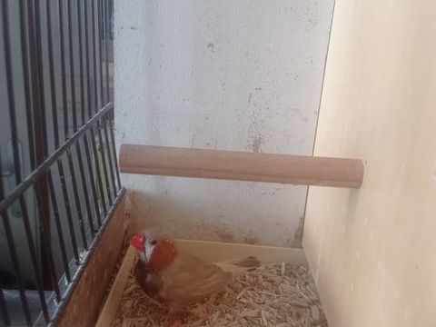 Male MANDARIN BRUN, POITRINE NOIRE 30 50410 Le guislain