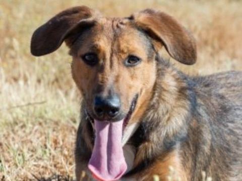 YUMA 300 27620 Gasny