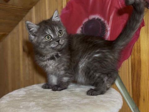 british shorthair blake smoke yeux verts. 0 94160 Saint-mandé