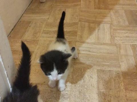 4 chatons 0 77130 Montereau-fault-yonne