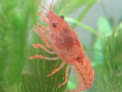 Ecrevisses CPO. 4 67390 Marckolsheim