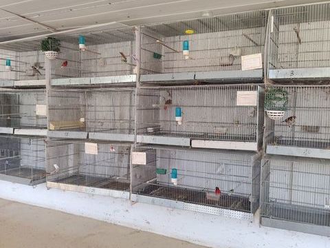 Cages d'&eacute;levage . 30 83250 La londe-les-maures