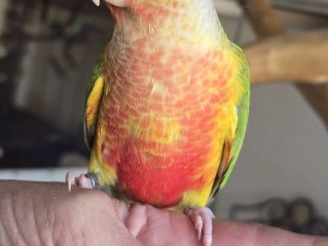 Conure de Molinae 180 91800 Brunoy