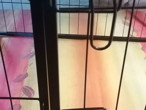 Parc intérieur chiot 50 42320 Valfleury