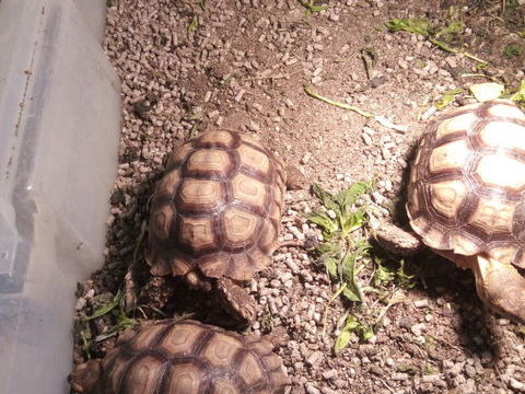 Tortue sulcata 250 72380 Jou�-l'abb�