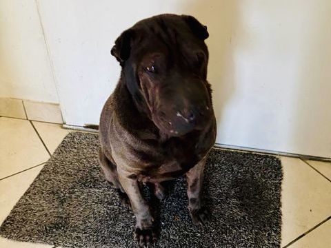 Sharpei plein d'amour 0 74500 �vian-les-bains