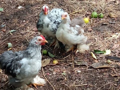 Couple poule pekin 20 44460 Fgrac