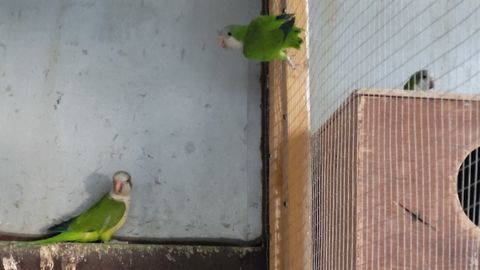 Couples conure souris 120 82500 Beaumont-de-lomagne