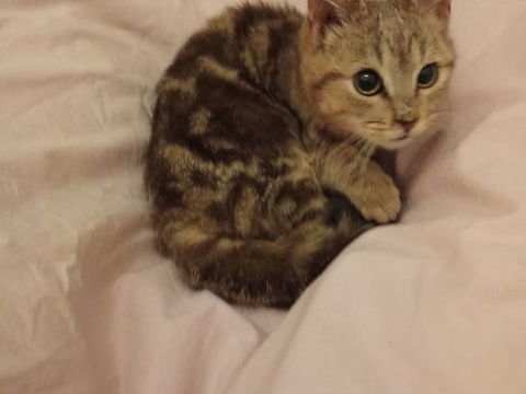 Adorables chatons 0 83000 Toulon