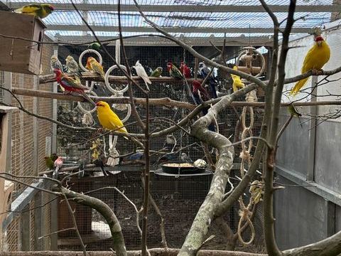 Recueil perroquets oiseaux 0 35000 Rennes