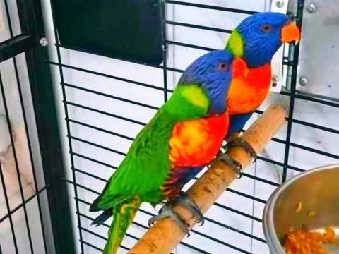 Couple de loriquet arc en ciel 600 34250 Palavas-les-flots