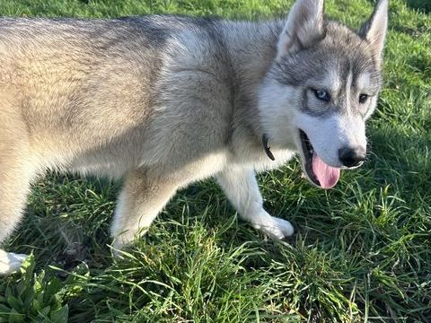 Chiots husky LOF 500 44410 Herbignac