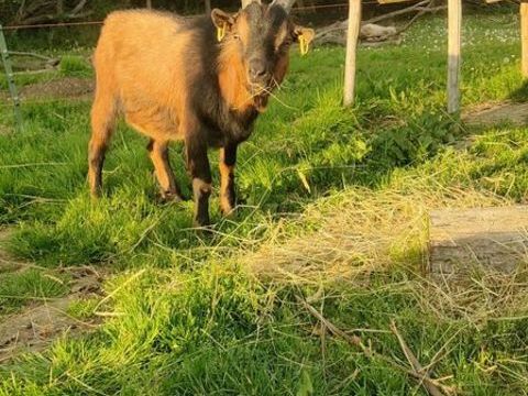 Bizkit, bouc nain &agrave; adopter 50 85000 La roche-sur-yon