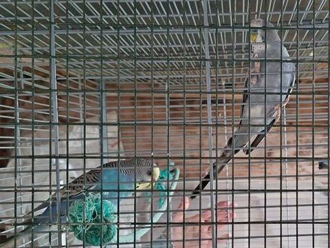 Perruches ondul&eacute;es 18 56250 Treffl�an