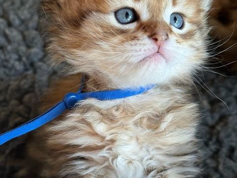 Chatons SIB&Eacute;RIENS LOOF (hypoallerg&eacute;niques) 1900 34000 Montpellier