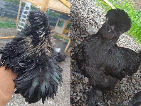 Couple silkie 45 71360 �pinac