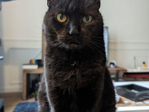 Donne chatte noire 10-12 ans - Sally 0 06330 Roquefort-les-pins