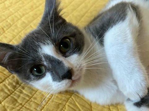 MILO 185 27620 Gasny