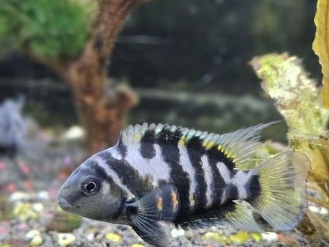 Nigrofasciata Cychlid&eacute; z&egrave;bre 5 38150 Anjou