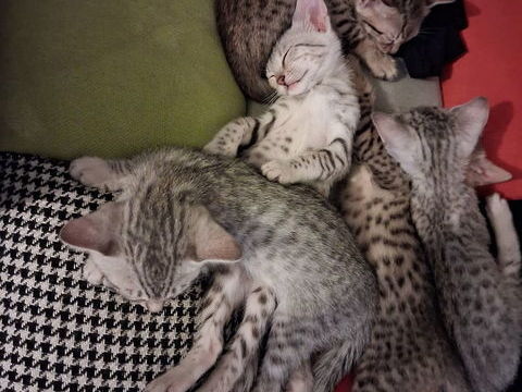 Mau &eacute;gyptien crois&eacute; Bengal 0 49450 Saint-macaire-en-mauges