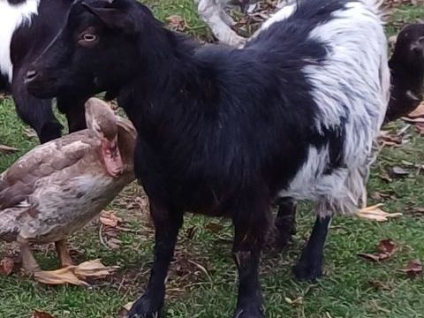 Chèvre naine pleine 100 02100 Saint-quentin