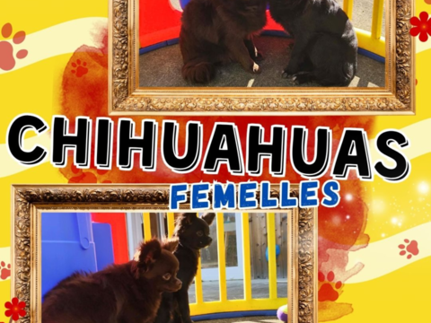 Chiots chihuahuas femelles poils longs 700 18140 Pr�cy