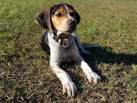 Vaillant, le plus gentil 300 44000 Nantes