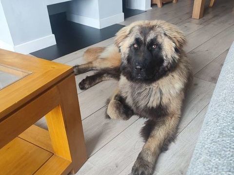 LYRA magnifique du portugal, la complice id&eacute;ale pour la vie et les aventures 200 47500 Montayral