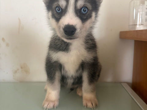 Chios Husky Sib&eacute;rien 0 53500 Saint-denis-de-gastines