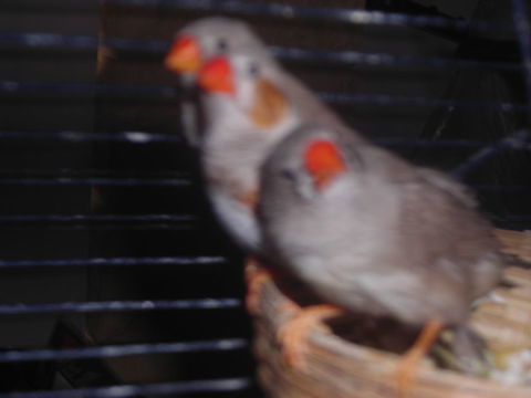 Echange Oiseaux mandarins 0 17770 Bercloux
