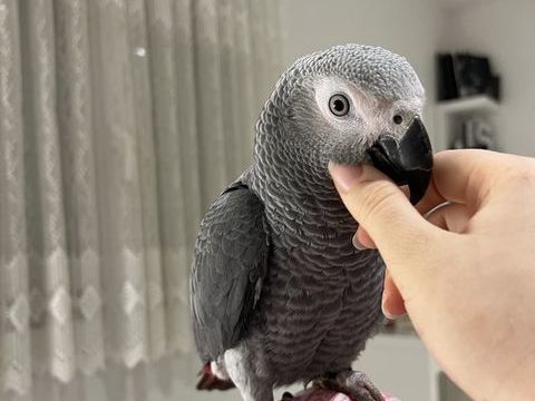 Gris du gabon eam 1400 33460 Margaux