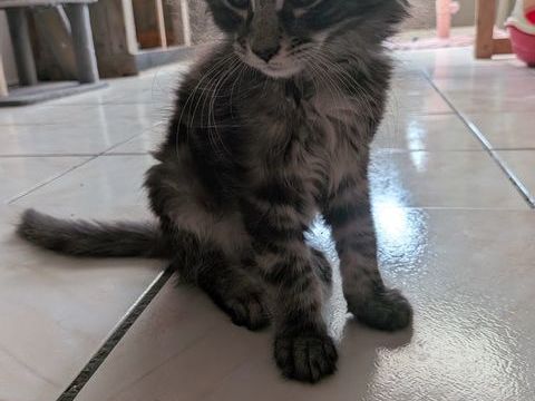 M&acirc;le Maine coon 800 59450 Sin-le-noble