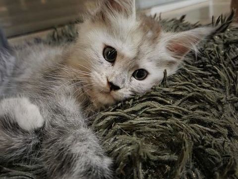 chatons maine coon m&acirc;les et femelles 1200 55500 Ligny-en-barrois
