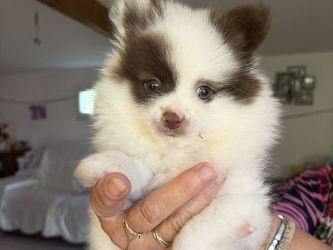 Chiot  0 13140 Miramas