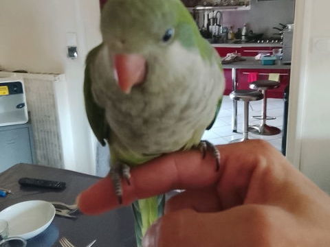Conure quaker eam 260 77240 Vert-saint-denis